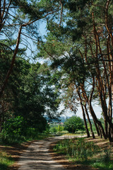 The sun in zenith and road in the pine forest on a clear summer day. Wallpaper and nature landscape background