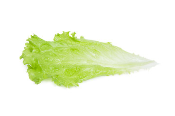 Salad leaf lettuce isolated on white background