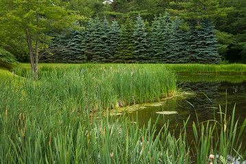 Pastoral New England pond