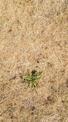 Trockenheit bei Dürre auf Feld im Sommer