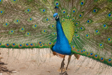 Obraz premium Peacock in full display