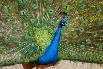 Obraz premium Peacock in full display