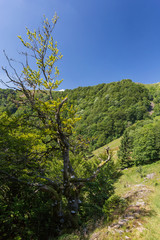 Arbre tordu en montagne