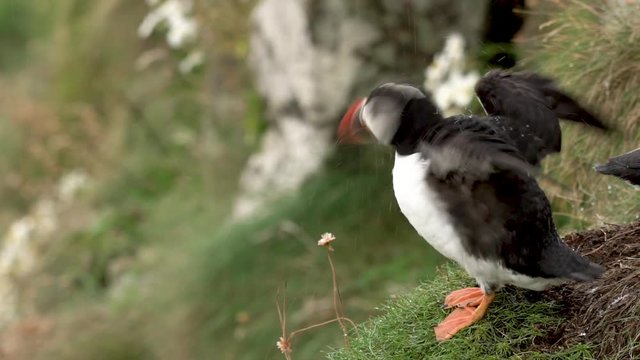 Un macareux moine bats des ailes / A puffin flaps wings in slowmotion