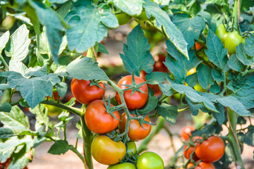 Reife Tomaten auf dem Bauernhof