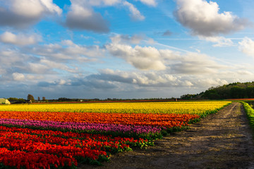 Landscape in Holland with tulips field