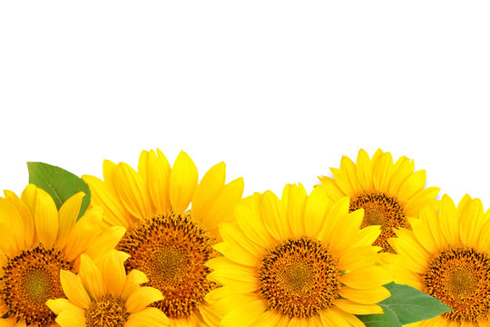 Frame of sunflowers on a white background. Background with copy space.