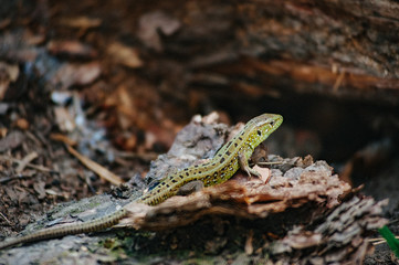Green lizard in the pine forest. Reptile on a background of pine bark. Nature habitat, widespread diurnal and mainly insectivorous land reptile with a long brittle tail. Wallpaper