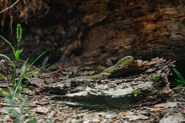 Green lizard in the pine forest. Reptile on a background of pine bark. Nature habitat, widespread diurnal and mainly insectivorous land reptile with a long brittle tail. Wallpaper