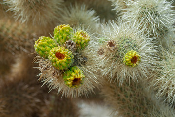 Chola cactus blooming