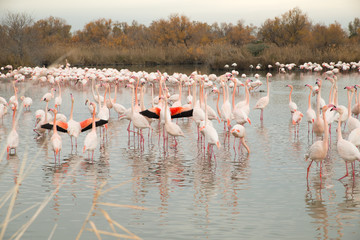 Obraz premium Flamingos in der Camarque in Frankreich