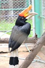 hornbill in cage