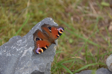 Aglais io, butterfly. Inachis io sitting on a stone with open wings.