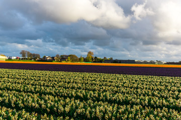 Tulips field