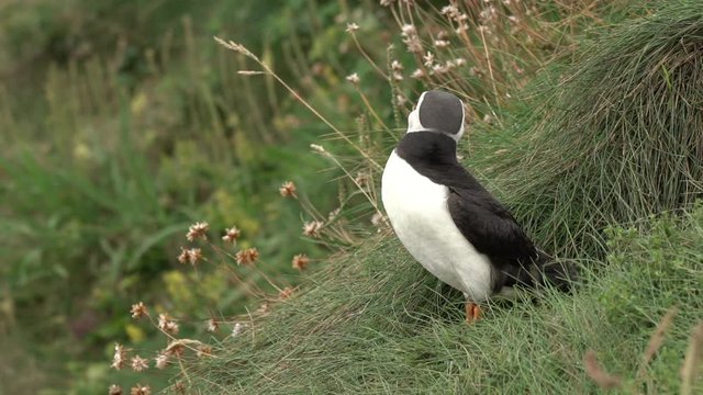 Un macareux moine s'&eacute;tire / A puffin stretch in slowmotion