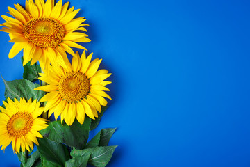 Beautiful sunflowers on blue background. View from above. Background with copy space.