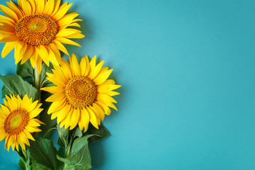 Beautiful sunflowers on blue background. View from above. Background with copy space.