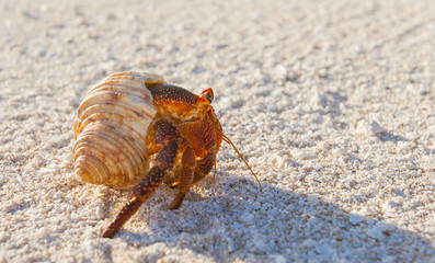  Hermit crab, so called coconut crab, carrying her new house at the beach of Makemo atoll, Tuamotus archipelago, French Polynesia,France