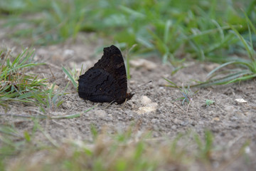 Aglais io, butterfly. Inachis io sitting on the ground with closed wings