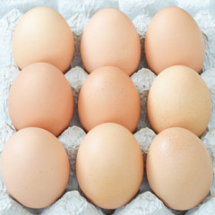 close up group of eggs