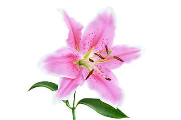 Fototapeta na wymiar pink lily isolated on white