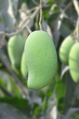 closeup of mango