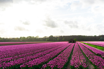 Fototapeta na wymiar Tulips field