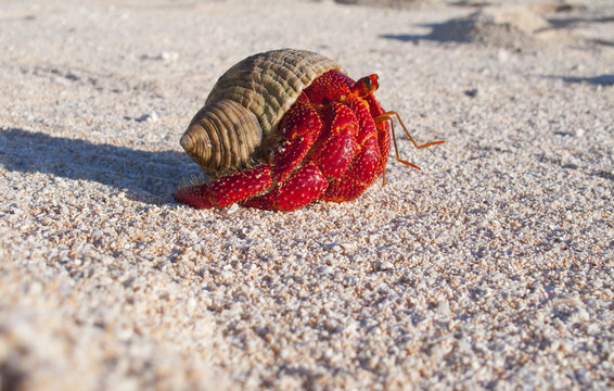  Hermit crab, so called coconut crab, carrying her new house at the beach of Makemo atoll, Tuamotus archipelago, French Polynesia,France