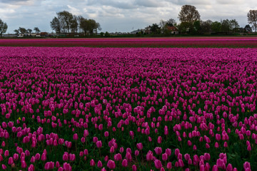 Tulips field landscape