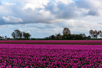 Tulips field landscape