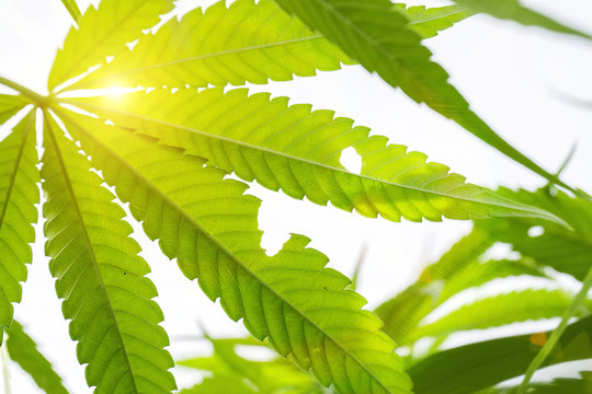 Close Up Of Cannabis Leaves With Light Shining Through The Leaves