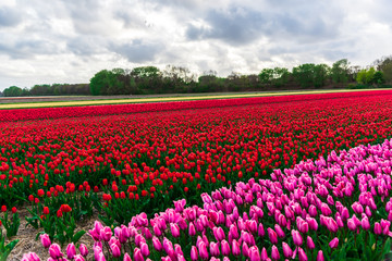 Fototapeta na wymiar Tulips flowers field