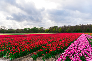 Tulips flowers field