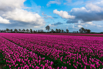 Tulips flowers field