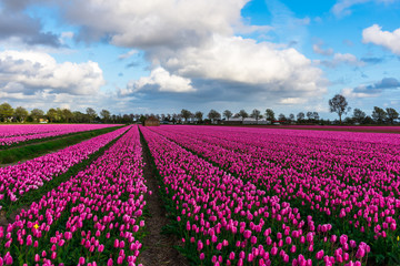 Tulips field landscape