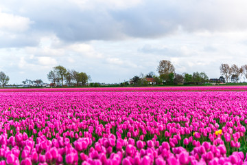 Tulips field landscape
