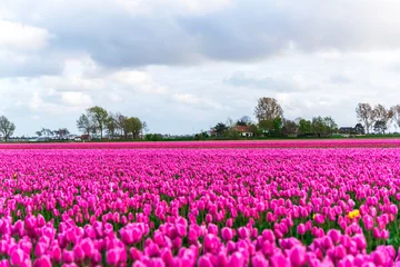Fototapete Pink Tulpenfeldlandschaft  © Ivanica