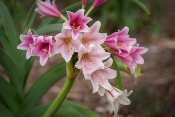 Pink and white lily cluster
