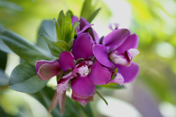 Myrten-Kreuzblume (Polygala myrtifolia), Blüten