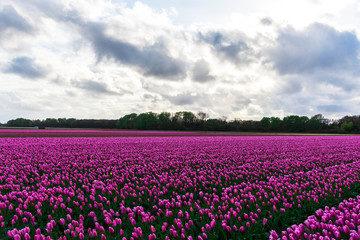 Pink tulips field