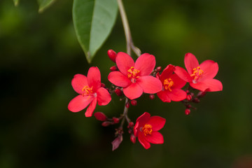 Tiny red tree flowers