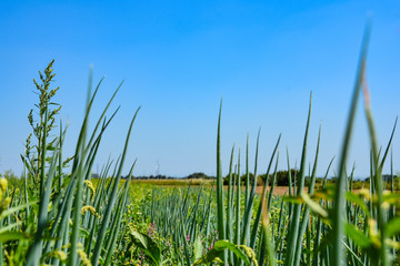 Lauchzwiebel unter blauen Himmel