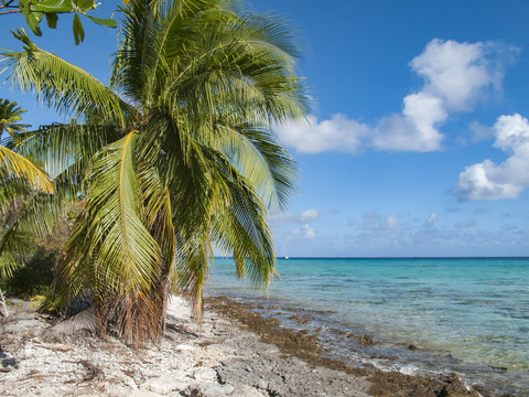 reef ring, lagoon and motu with palm trees on Makemo Atoll, Tuamotus archipelago, French Polynesia, France,
