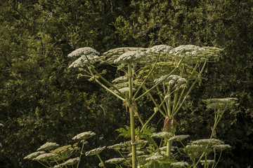 Heracleum mantegazzianum flower