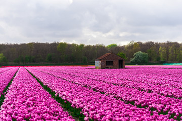 Fototapeta na wymiar Pink tulips field
