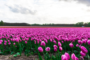 Amazing tulips field in Holland