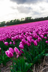 Amazing tulips field in Holland