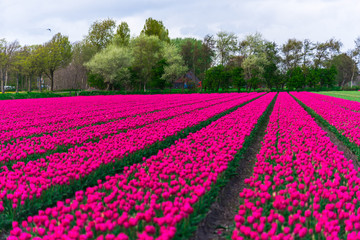 Amazing tulips field in Holland