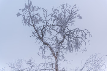 Forest in the morning cold winter with fog day