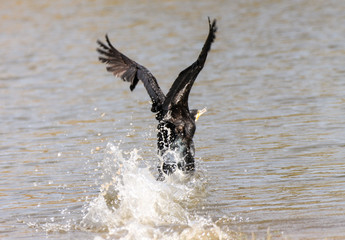 Phalacrocoracidae is a family of approximately 40 species of aquatic birds commonly known as cormorants and shags. Several different classifications of the family have been proposed recently, and the 